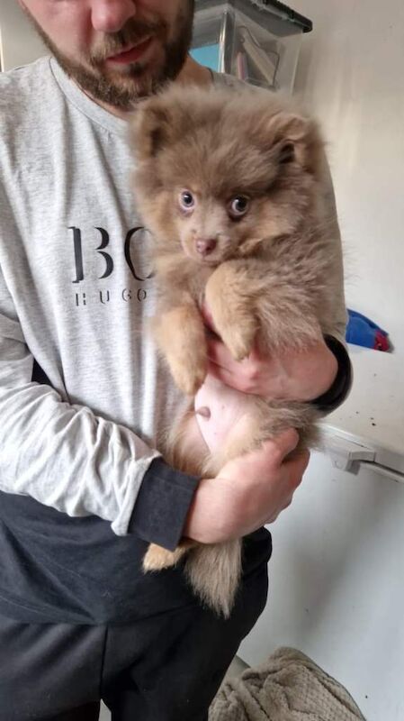 Pomeranian puppies for sale in Worsley, Manchester – KC registered, 2 years old - Image 4 of 4