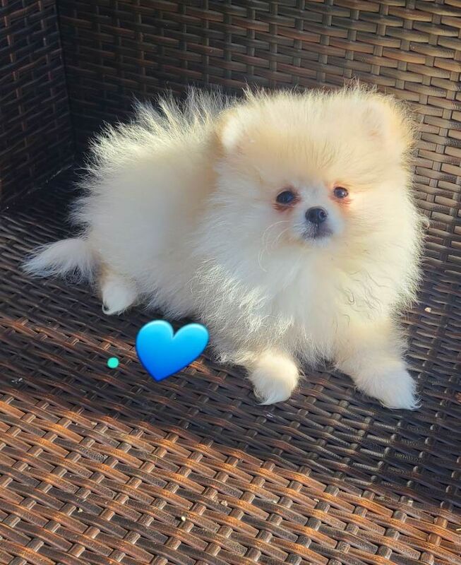 Kc registered pomeranian male pup ready now fully vaccinated