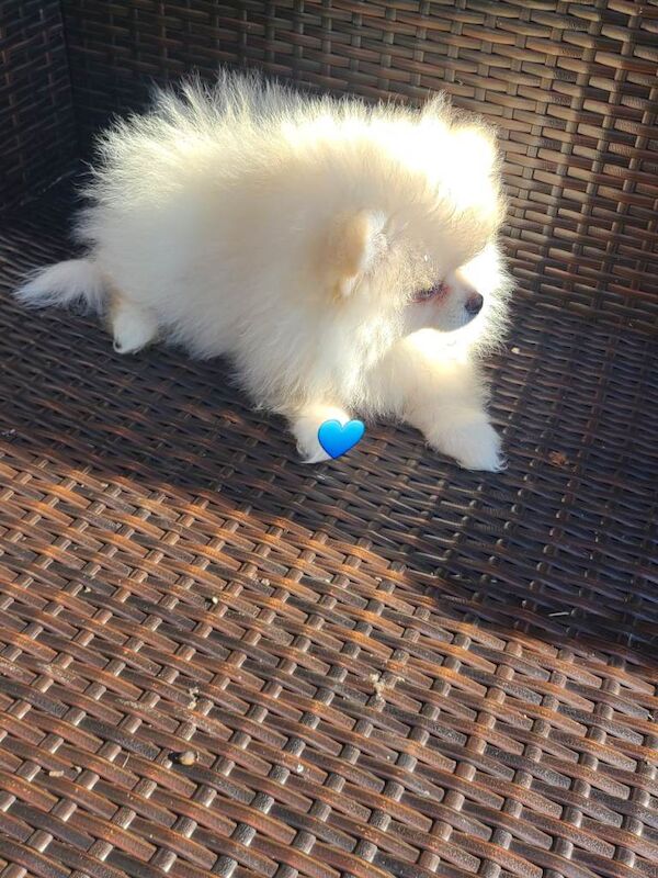 Kc registered pomeranian male pup ready now fully vaccinated - Image 2 of 6