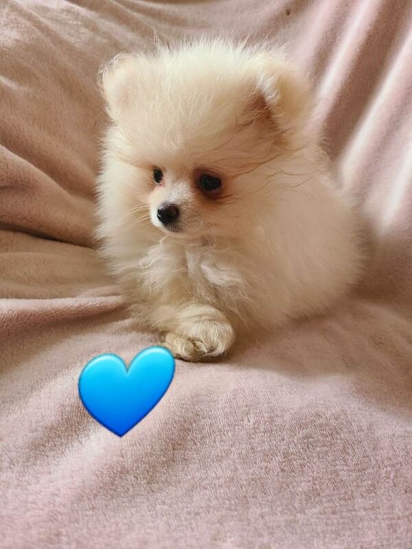 Kc registered pomeranian male pup ready now fully vaccinated - Image 3 of 6