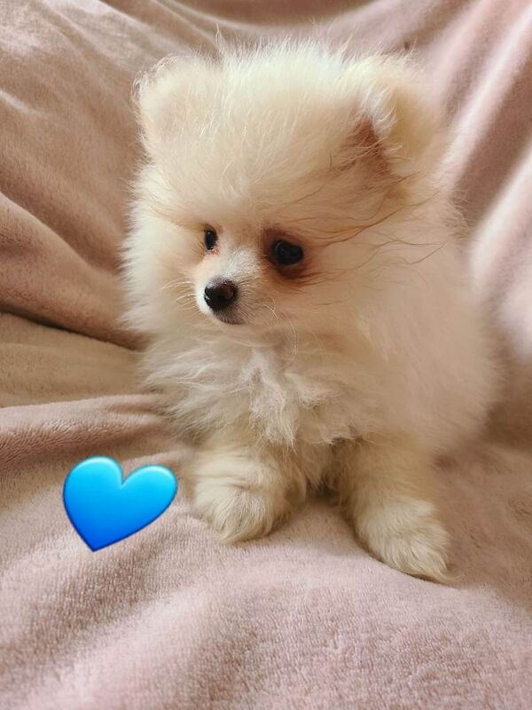 Kc registered pomeranian male pup ready now fully vaccinated - Image 4 of 6