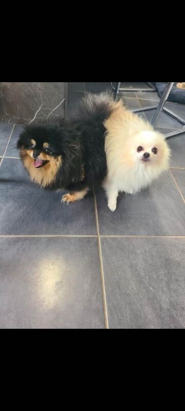 Kc registered pomeranian male pup ready now fully vaccinated - Image 5 of 6