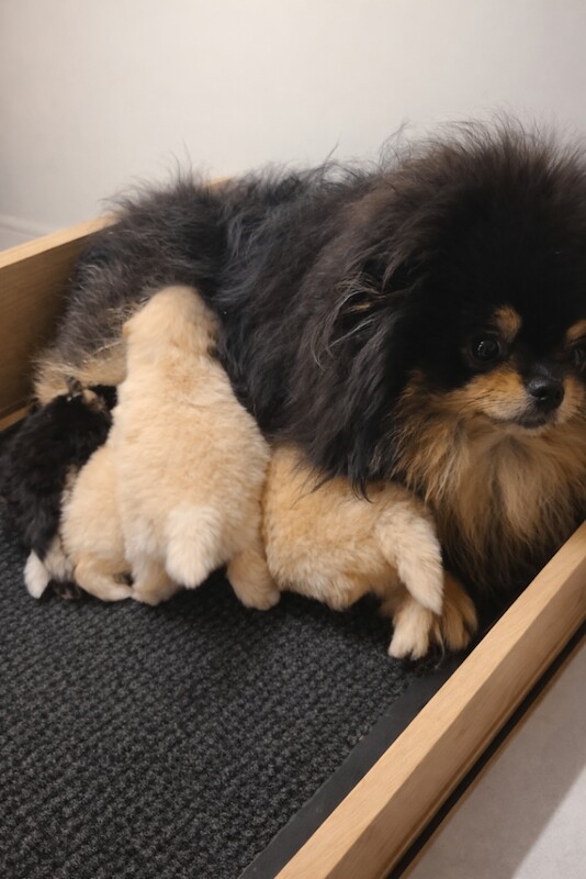 Kc registered pomeranian male pup ready now fully vaccinated - Image 6 of 6