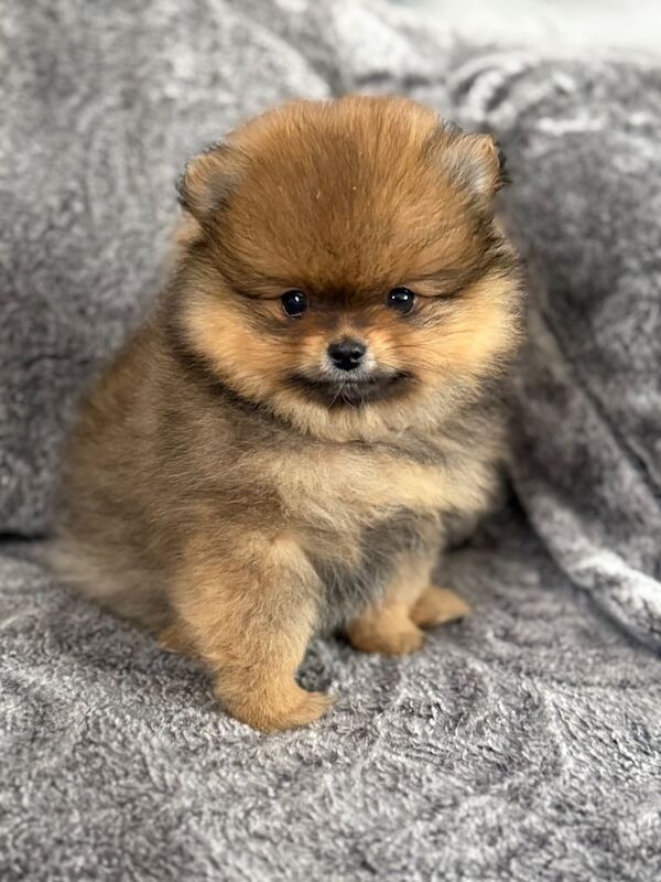 Pomeranian puppies for sale in Northolt, Greater London – KC registered, 1 year old - Image 2 of 3