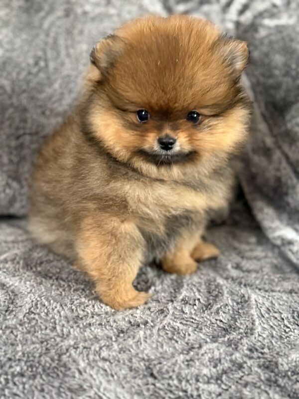 Pomeranian puppies for sale in Northolt, Greater London – KC registered, 1 year old - Image 3 of 3