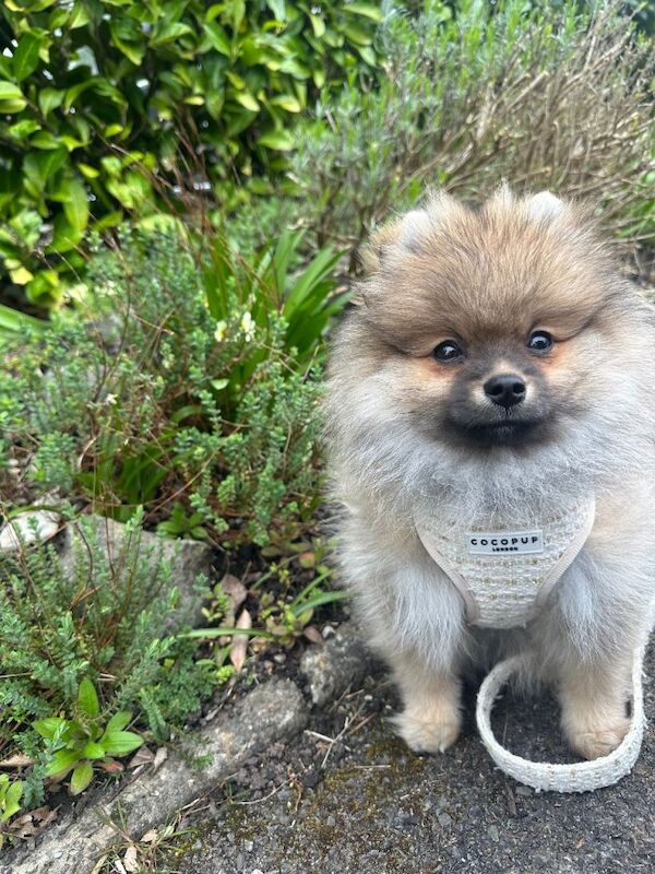 KC Registered Pomeranian Puppy