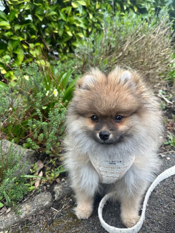 KC Registered Pomeranian Puppy - Image 2 of 5