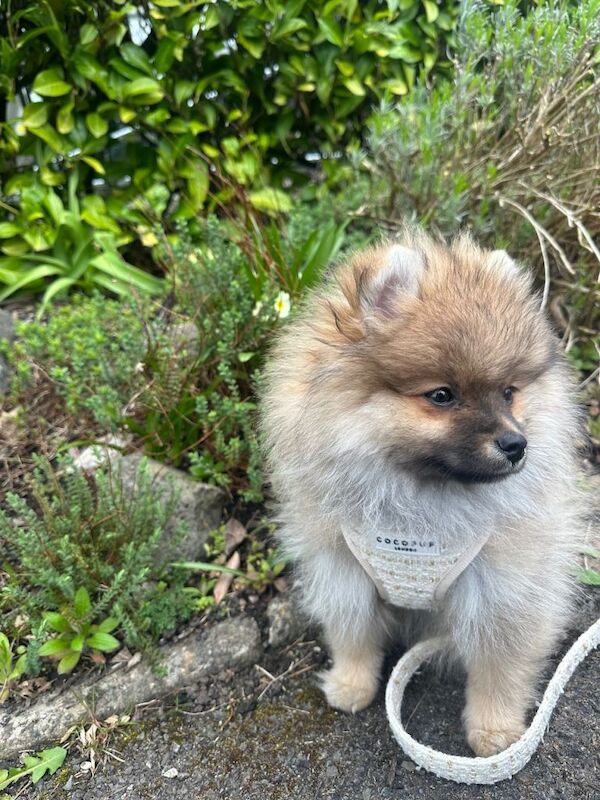 KC Registered Pomeranian Puppy - Image 3 of 5