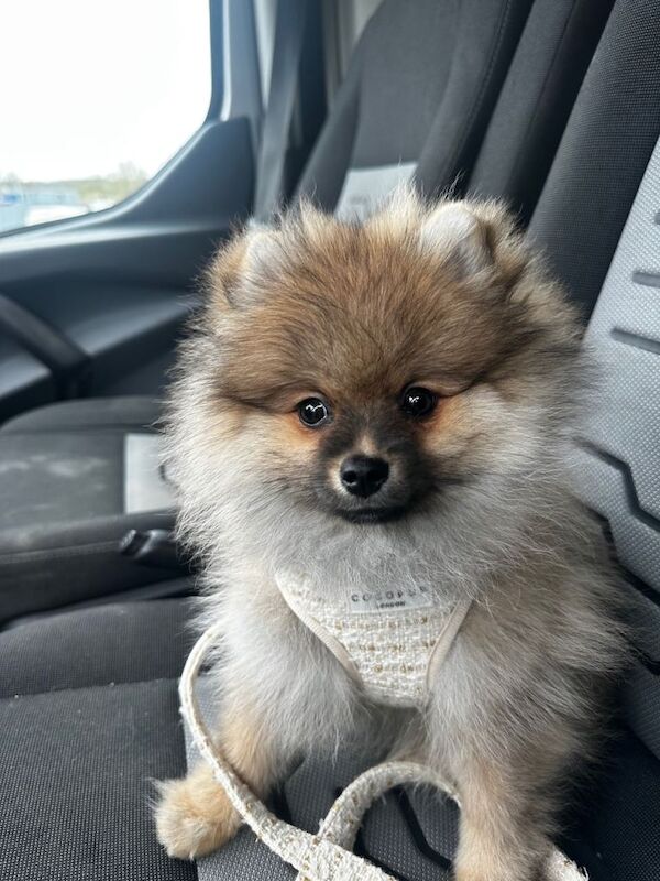 KC Registered Pomeranian Puppy - Image 5 of 5