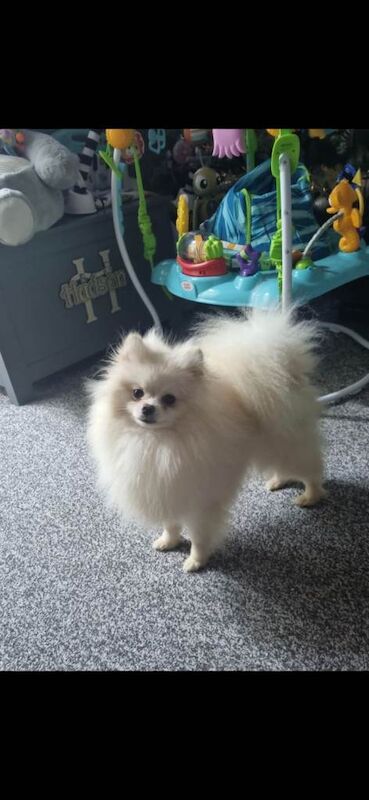 Kennel Club Registered Pomeranian Puppies For Sale