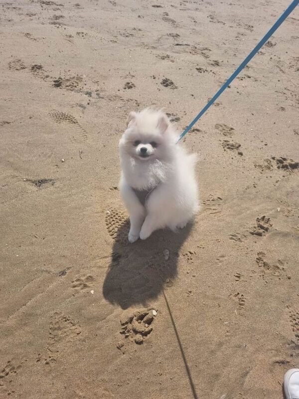 KC Registered Toy Pomeranian – 2-Year-Old Female Looking for a Loving Home - Image 2 of 5