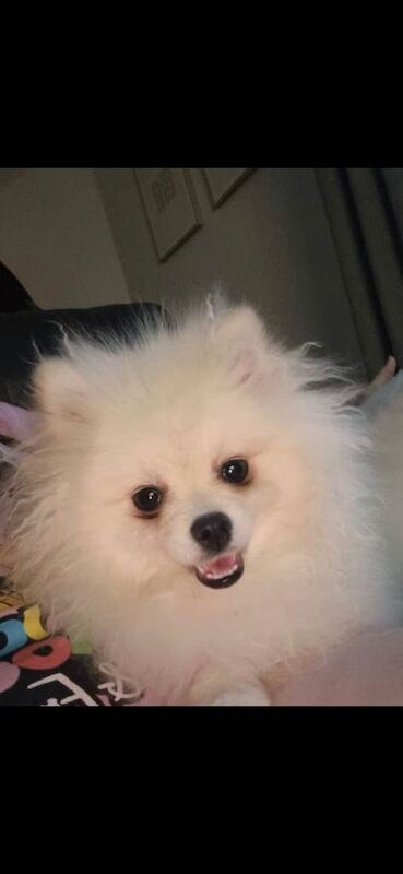 KC Registered Toy Pomeranian – 2-Year-Old Female Looking for a Loving Home - Image 3 of 5