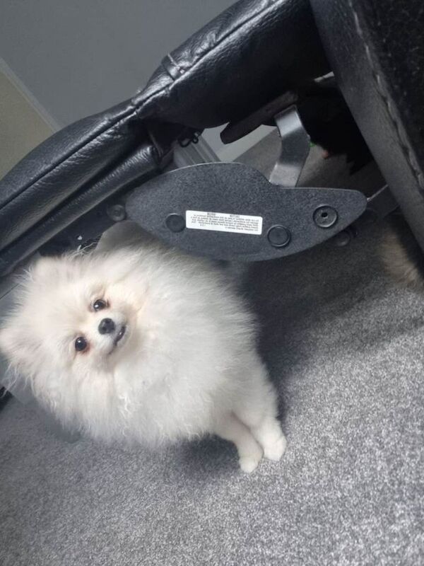 KC Registered Toy Pomeranian – 2-Year-Old Female Looking for a Loving Home - Image 4 of 5