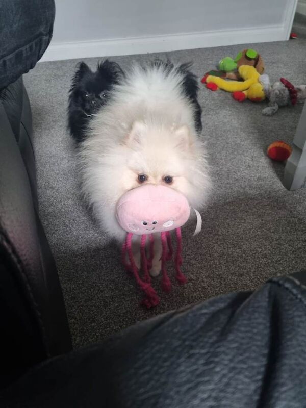 KC Registered Toy Pomeranian – 2-Year-Old Female Looking for a Loving Home - Image 5 of 5