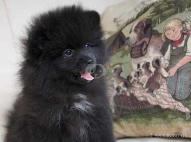 Pomeranian puppies for sale in Taunton, Greater Manchester – KC registered, 1 year old - Image 1 of 5