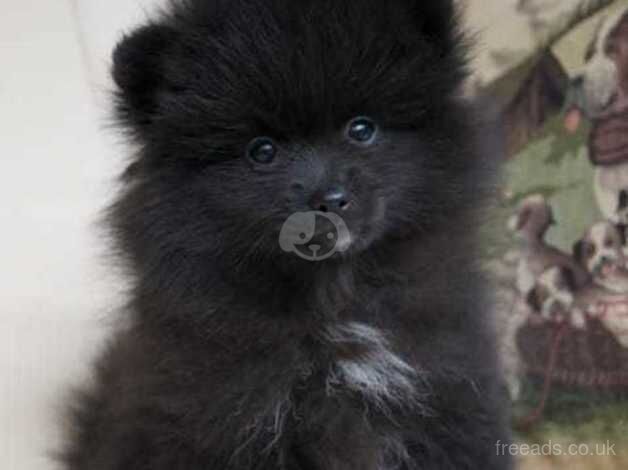 Pomeranian puppies for sale in Taunton, Greater Manchester – KC registered, 1 year old - Image 4 of 5