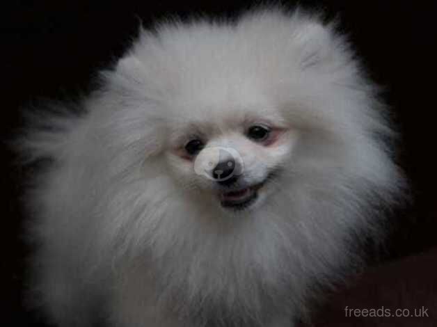 Pomeranian puppies for sale in Taunton, Greater Manchester – KC registered, 1 year old - Image 5 of 5