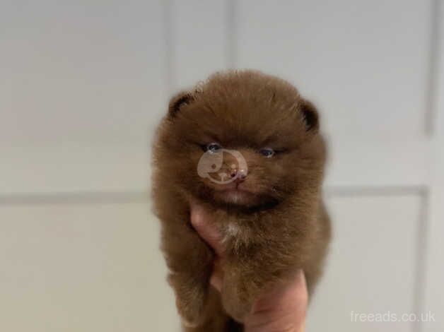 Pomeranian puppies for sale in Guildford, Surrey – KC registered, 1 year old - Image 2 of 5