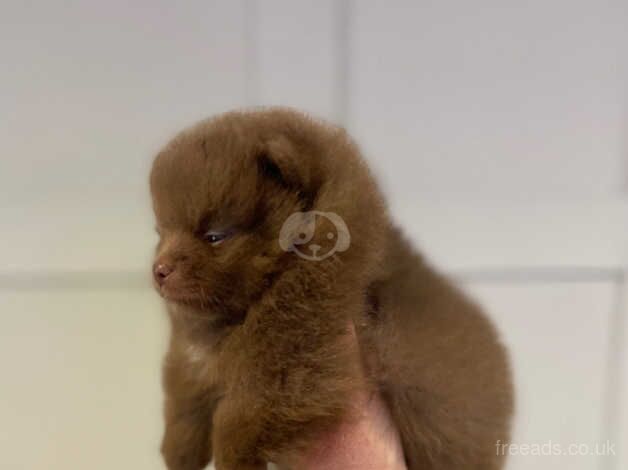 Pomeranian puppies for sale in Guildford, Surrey – KC registered, 1 year old - Image 3 of 5