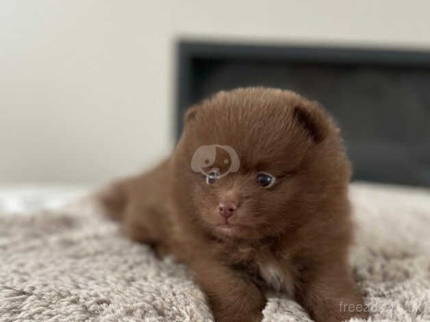 Pomeranian puppies for sale in Guildford, Surrey – KC registered, 1 year old - Image 4 of 5