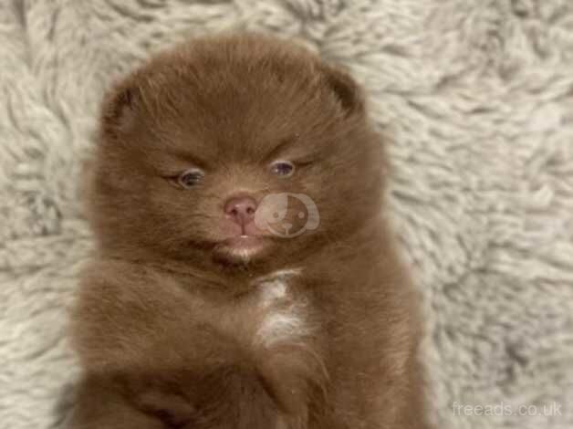 Pomeranian puppies for sale in Guildford, Surrey – KC registered, 1 year old - Image 5 of 5