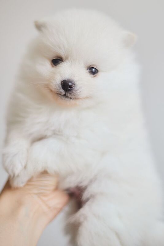 KC white Pomeranian boy for sale in Caerphilly / Caerffili, Gwent