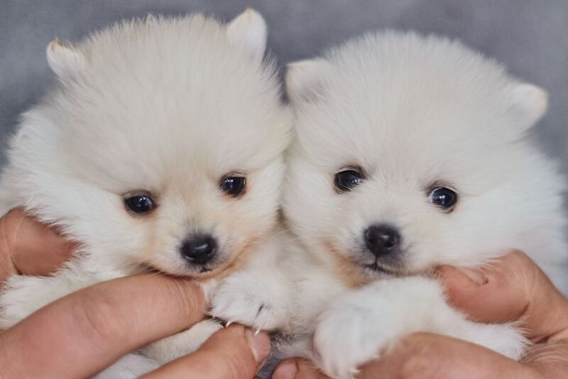 KC white Pomeranian boy for sale in Caerphilly / Caerffili, Gwent | Image 4