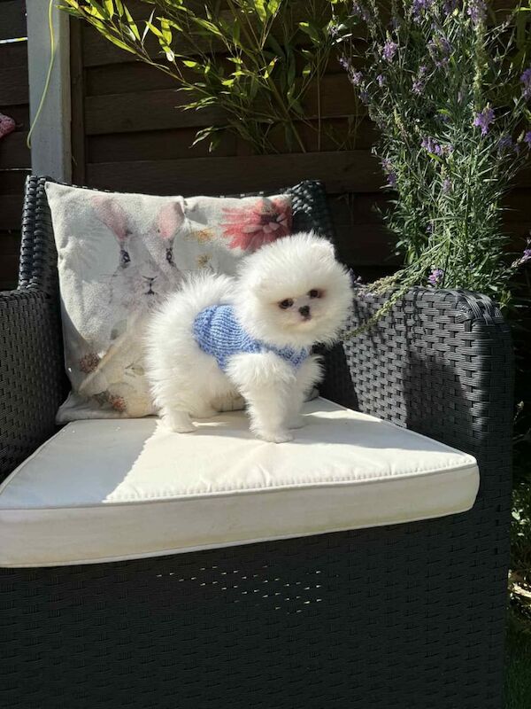 Pomeranian puppies for sale in Lower Wortley, West Yorkshire – KC registered, 8 weeks old