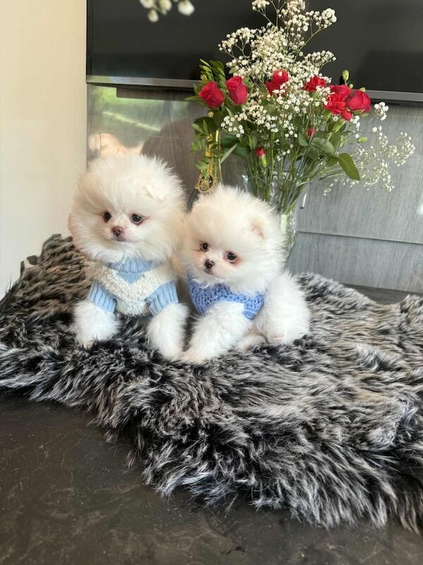 Pomeranian puppies for sale in Lower Wortley, West Yorkshire – KC registered, 8 weeks old - Image 2 of 3