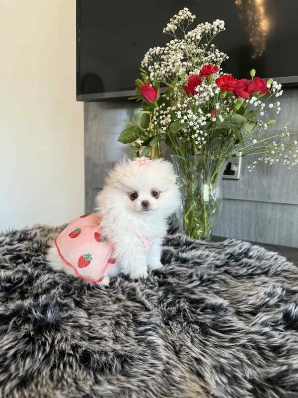 Pomeranian puppies for sale in Lower Wortley, West Yorkshire – KC registered, 8 weeks old - Image 3 of 3