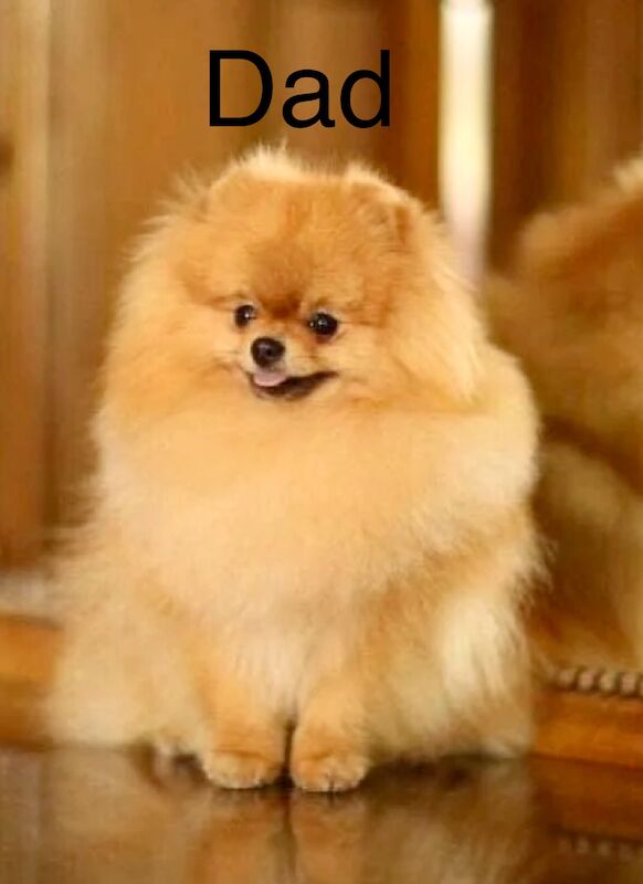 KC XS Champion Bloodlines Adorable Pom Puppies for sale in Thorrington, Essex | Image 1