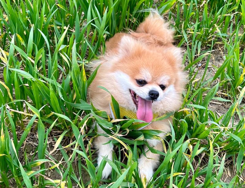 KC XS Champion Bloodlines Adorable Pom Puppies for sale in Thorrington, Essex | Image 2