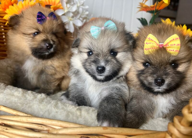 KC XS Champion Bloodlines Adorable Pom Puppies for sale in Thorrington, Essex | Image 3