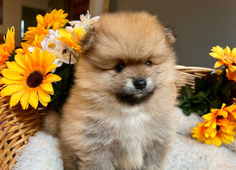 KC XS Champion Bloodlines Adorable Pom Puppies for sale in Thorrington, Essex - Image 4