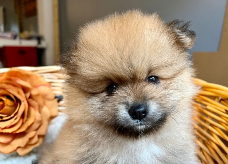 KC XS Champion Bloodlines Adorable Pom Puppies for sale in Thorrington, Essex - Image 5