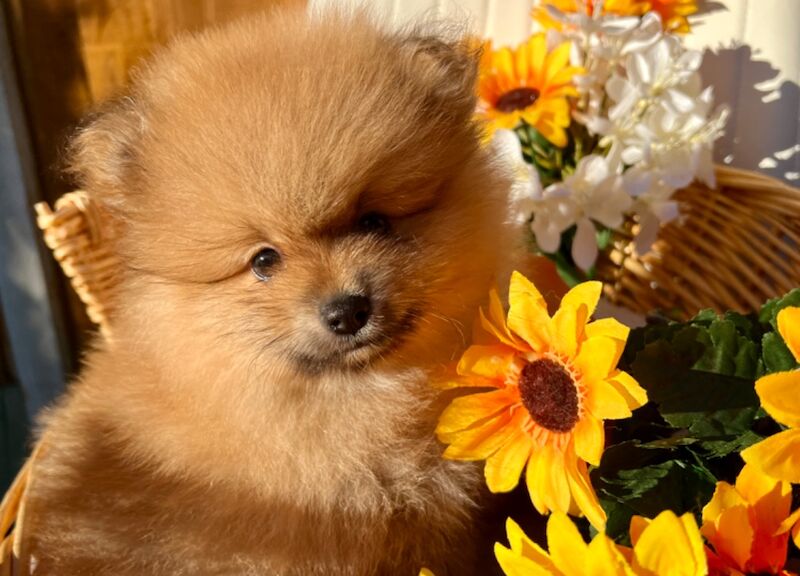 KC XS Champion Bloodlines Adorable Pom Puppies for sale in Thorrington, Essex - Image 6