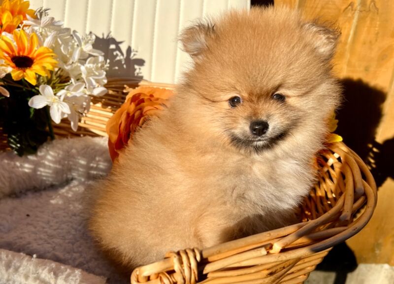 KC XS Champion Bloodlines Adorable Pom Puppies for sale in Thorrington, Essex - Image 7