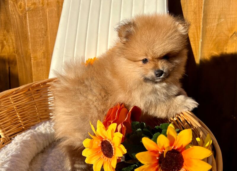 KC XS Champion Bloodlines Adorable Pom Puppies for sale in Thorrington, Essex - Image 8