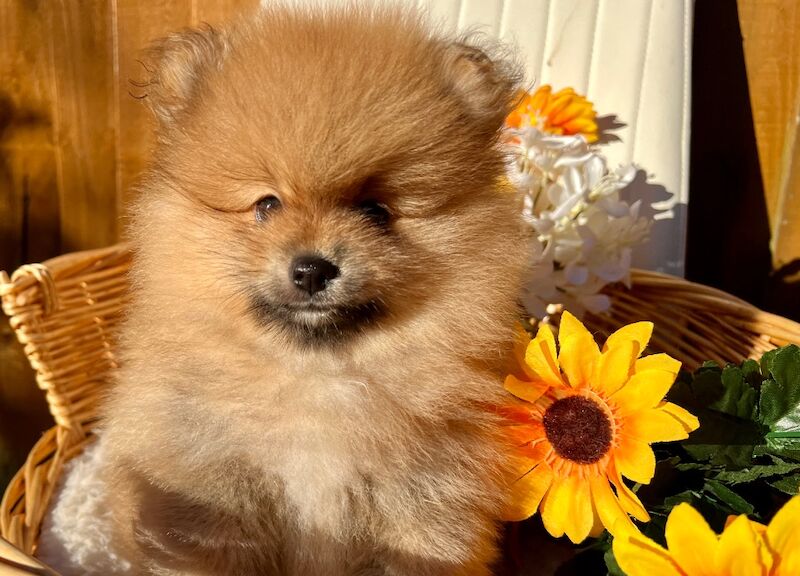 KC XS Champion Bloodlines Adorable Pom Puppies for sale in Thorrington, Essex - Image 9