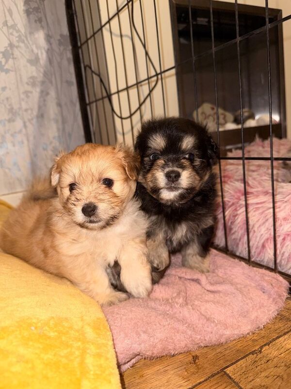 La Pom puppies.