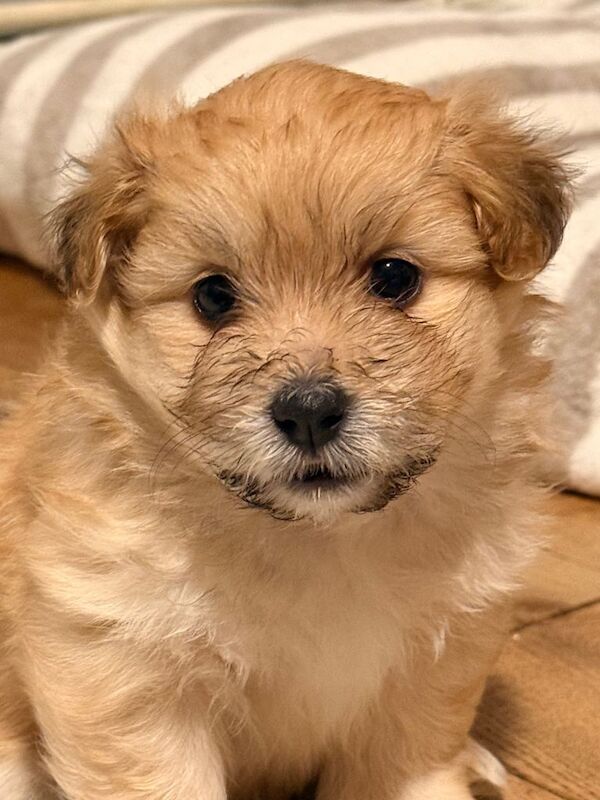 La Pom puppies. - Image 2 of 4