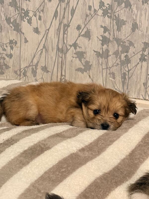 La Pom puppies. - Image 3 of 4