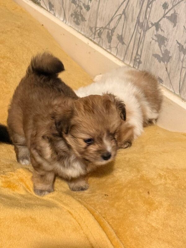 La Pom puppies. - Image 4 of 4