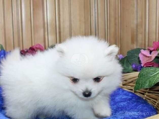 Pomeranian puppies for sale in Lincoln, Lincolnshire – KC registered, 1 year old - Image 1 of 5