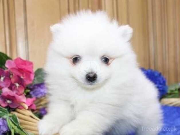 Pomeranian puppies for sale in Lincoln, Lincolnshire – KC registered, 1 year old - Image 2 of 5