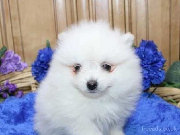Pomeranian puppies for sale in Lincoln, Lincolnshire – KC registered, 1 year old - Image 3 of 5