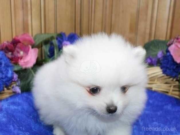 Pomeranian puppies for sale in Lincoln, Lincolnshire – KC registered, 1 year old - Image 4 of 5