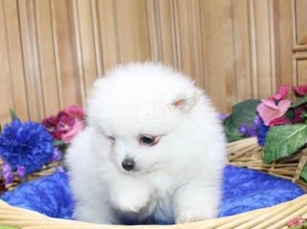 Pomeranian puppies for sale in Lincoln, Lincolnshire – KC registered, 1 year old - Image 5 of 5