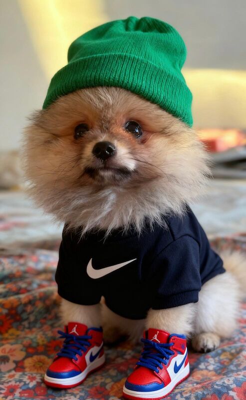 Pomeranian puppies for sale in Bedford, Bedfordshire – 12 weeks old