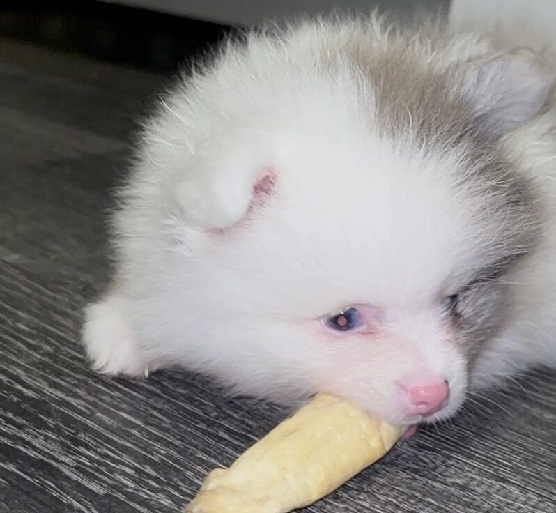 Pomeranian puppies for sale in Bedford, Bedfordshire – 12 weeks old - Image 3 of 15